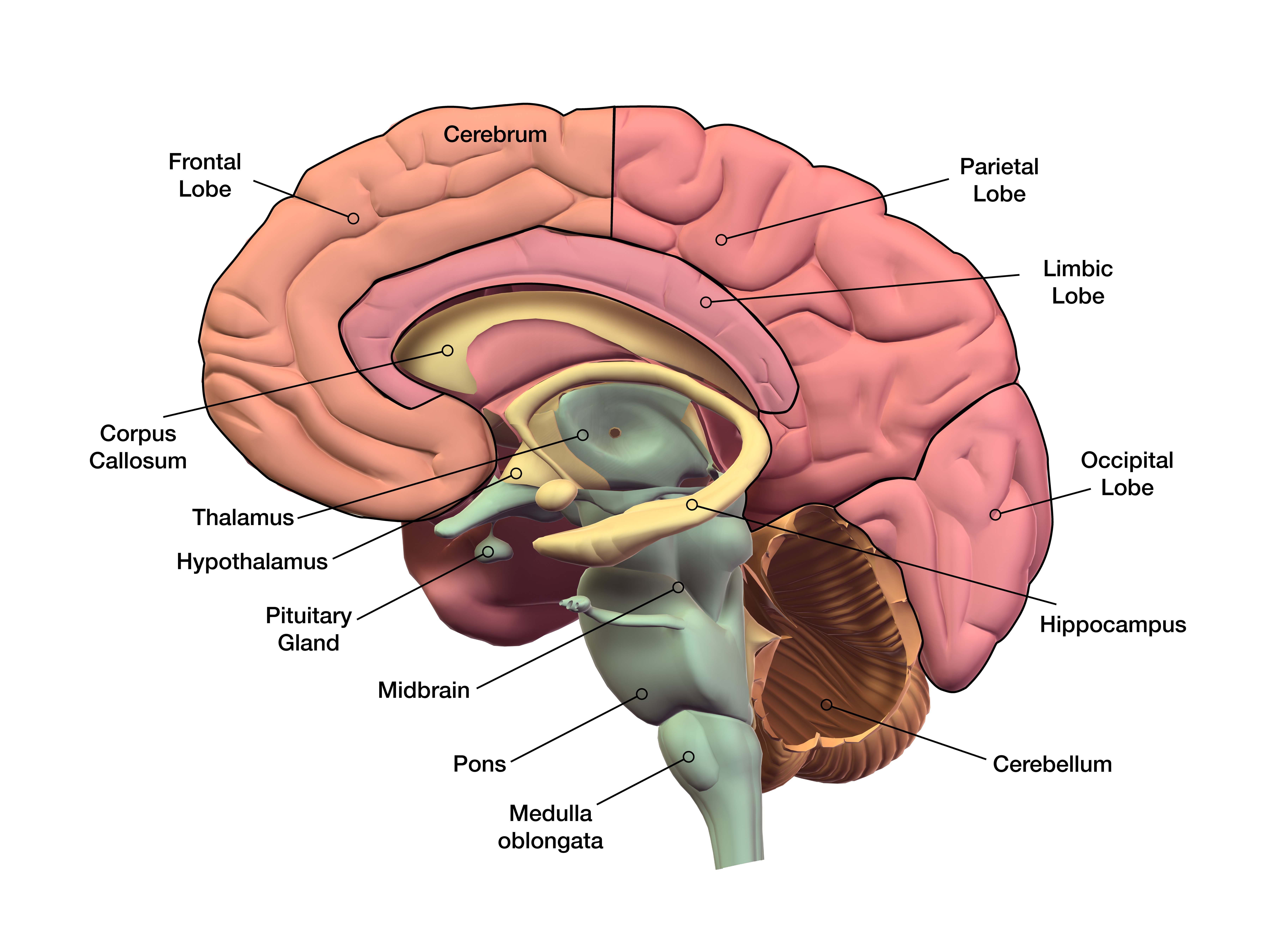 Informative graphic of the brain with labels for each section.