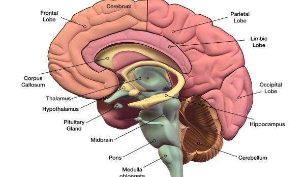infographic of a brain