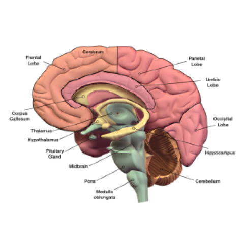 Informative graphic of the brain with labels for each section.