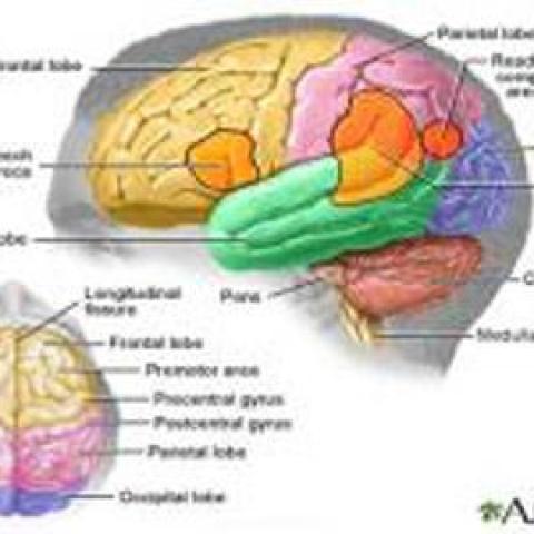 picture of parts of the brain 